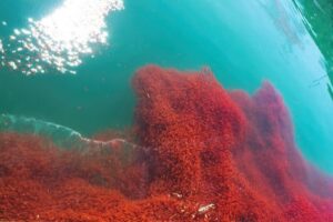 Krill, kleine schaaldiertjes in de oceaan